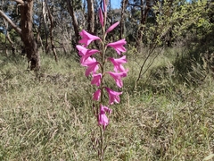 Watsonia borbonica