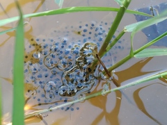 Rana longicrus