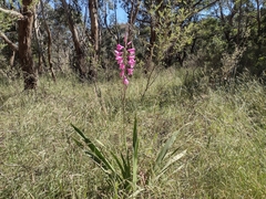 Watsonia borbonica