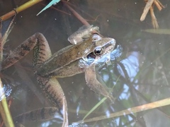 Rana longicrus