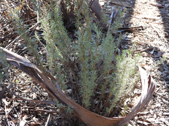 Artemisia californica
