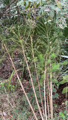 Eupatorium capillifolium