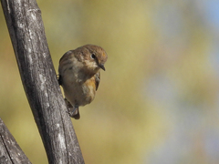 Setophaga coronata