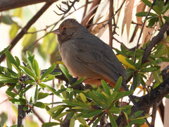 Melozone crissalis