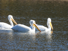 Pelecanus erythrorhynchos