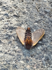 Hemileuca rubridorsa