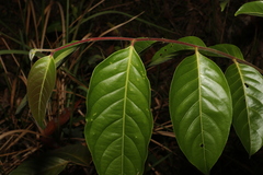 Glochidion sumatranum