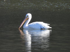 Pelecanus erythrorhynchos