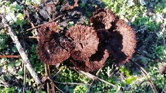 Thelephora caryophyllea