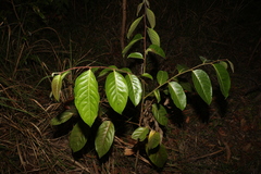 Glochidion sumatranum