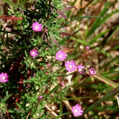 Epilobium hirtigerum