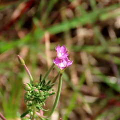 Epilobium hirtigerum