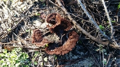Thelephora caryophyllea