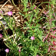 Epilobium hirtigerum