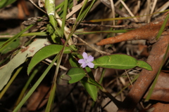 Eremophila debilis