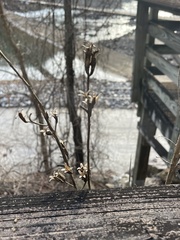 Hamamelis virginiana