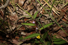 Eremophila debilis