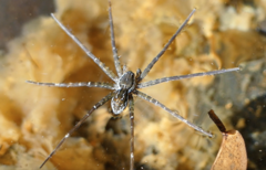 Dolomedes titan