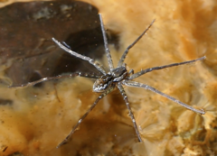Dolomedes titan