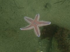 Astropecten armatus