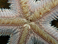 Astropecten armatus