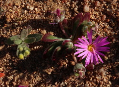 Cleretum hestermalense