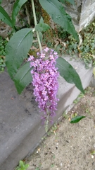 Buddleja davidii