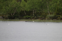 Bucephala clangula clangula