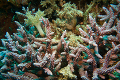Acropora hemprichii