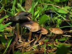 Psilocybe caerulescens