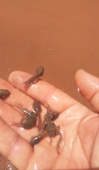 Leptodactylus fuscus