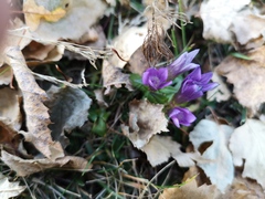 Gentianella anisodonta
