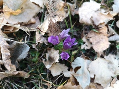 Gentianella anisodonta