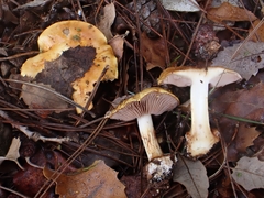 Cortinarius catharinae