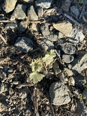 Malvella leprosa