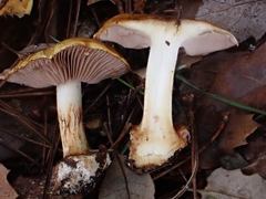 Cortinarius catharinae