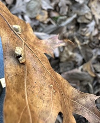 Macrodiplosis majalis