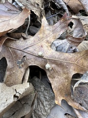 Macrodiplosis majalis