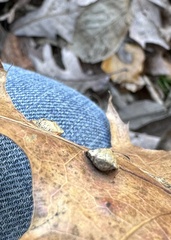 Macrodiplosis majalis