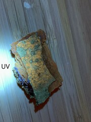 Pertusaria pustulata