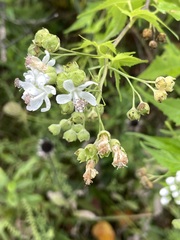 Napaea dioica