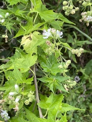 Napaea dioica