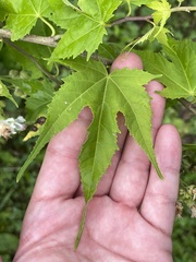 Napaea dioica