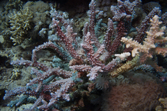 Acropora hemprichii