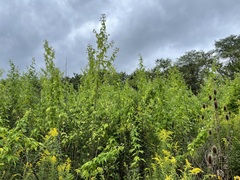 Napaea dioica