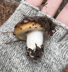 Cortinarius mucosus