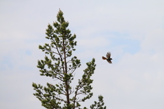 Perisoreus infaustus