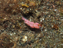 Favorinus mirabilis