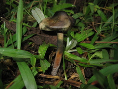 Psilocybe caerulescens