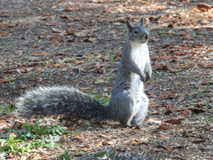 Sciurus griseus
